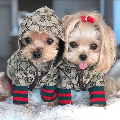 kitten clothes gucci|designer dog clothes gucci.